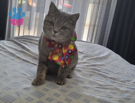 British shorthair kendimize eş arıyoruz