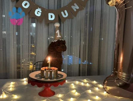 Toy poodle red brown