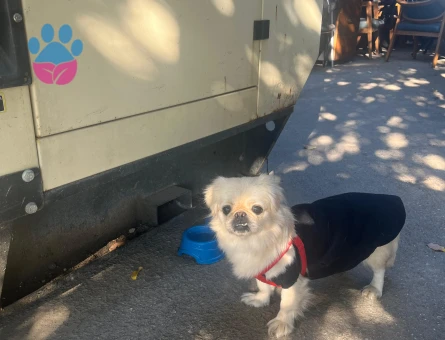 Erkek pekinez arıyorum