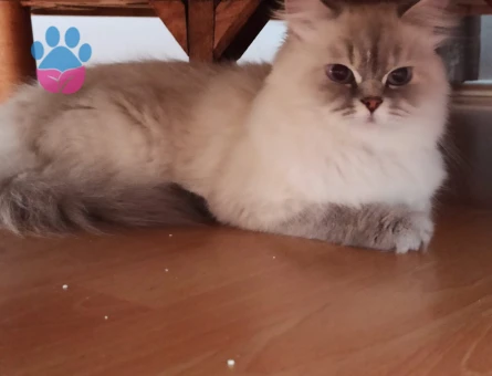 Kızımıza acil eş arıyoruz