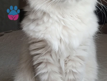 Kızımıza acil eş arıyoruz