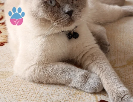 Scottish Fold Kedime Eş Arıyorum