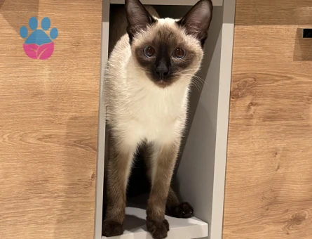 Siyam 10 aylık kızıma eş arıyoruz!