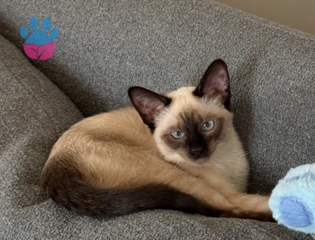 Siyam 10 aylık kızıma eş arıyoruz!