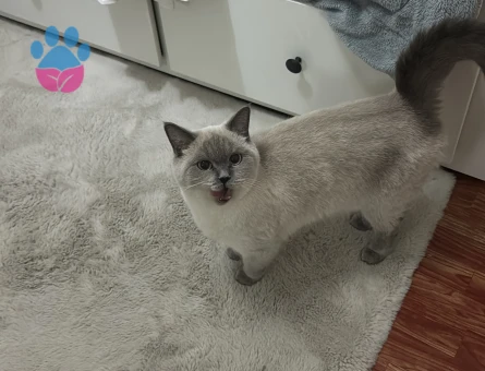 British Shorthair Kızıma Erkek kedi arıyorum