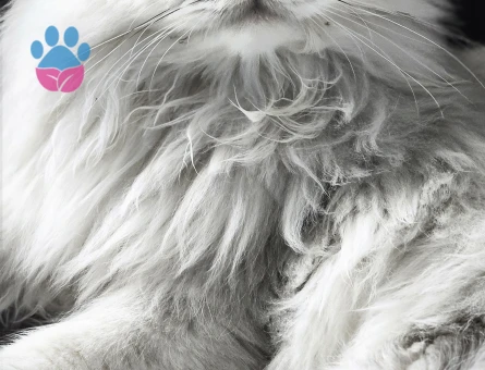 British Shorthair Erkek Kedime Eş Arıyorum