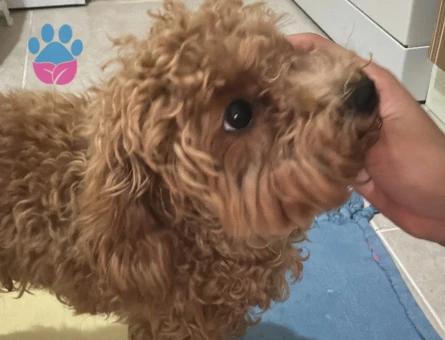 Orjinal Toy Poodle Kızıma Eş Arıyorum.