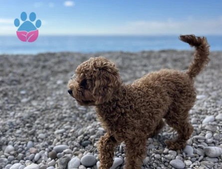 Orjinal Toy Poodle Kızıma Eş Arıyorum.
