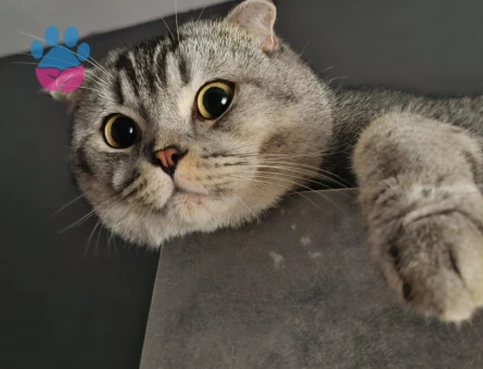 Scottish Fold Oğlum İçin Eş Arıyorum