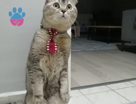 Scottish Fold Oğlum İçin Eş Arıyorum
