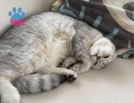 17 aylık kızımıza eş arıyoruz