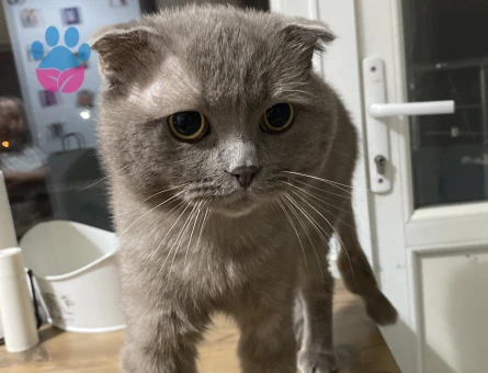 Scottish fold 3 Yaşında Kedim Eş Arıyor