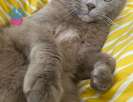 Scottish fold 3 Yaşında Kedim Eş Arıyor