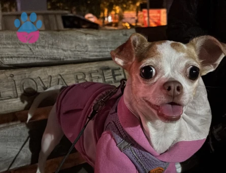 Chihuahua 3 yaşındaki kızımıza eş arıyoruz