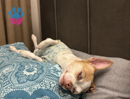 Chihuahua 3 yaşındaki kızımıza eş arıyoruz