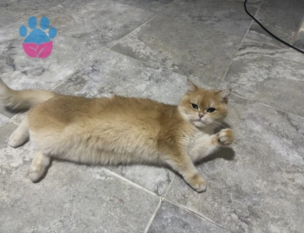 British Shorthair Golden Ns12 2 Yaşında Eş Arıyor