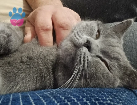 British Shorthair 14 aylık Erkek