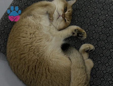 British Shorthair Prensesimize Prens arıyoruz