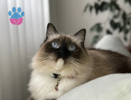 Erkek Ragdoll cinsi damat adayı arıyoruz