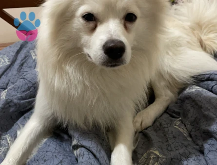 Japon spitz oğluma eş arıyorum