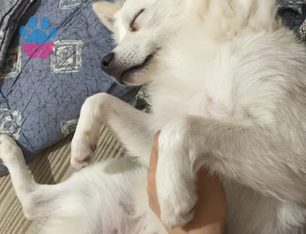 Japon spitz oğluma eş arıyorum