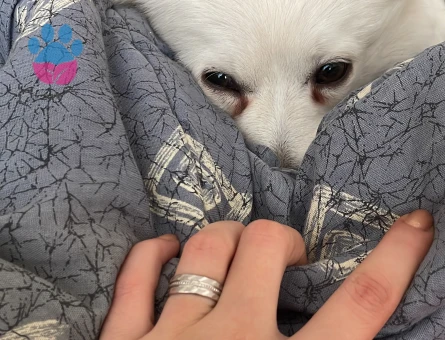 Japon spitz oğluma eş arıyorum