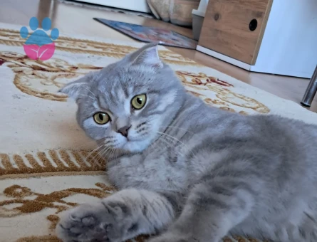Scottish Fold Kızım Eş Arıyor Kızgınlıkta