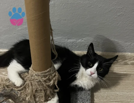 Tekir 11 Aylık Kedime Eş Arıyorum