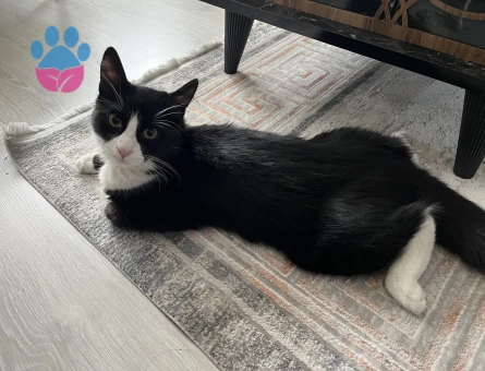 Tekir 11 Aylık Kedime Eş Arıyorum