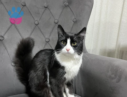 Tekir 11 Aylık Kedime Eş Arıyorum