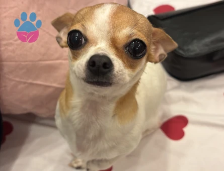 Chihuahua 2 Yaşında Köpeğime Eş Arıyorum