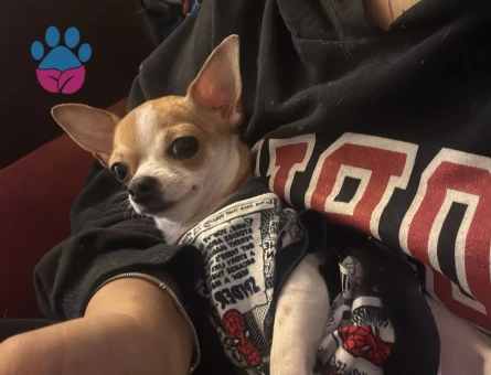 Chihuahua 2 Yaşında Köpeğime Eş Arıyorum