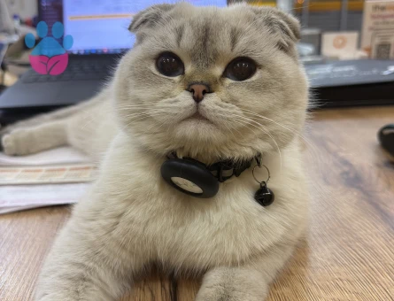 Scottish Fold Paşa Eş Arıyor
