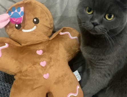 Prenses kedimize manita arıyoruz