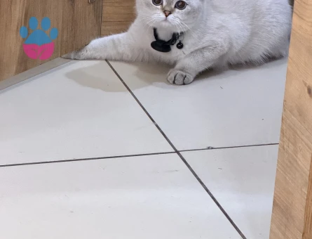 Scottish Fold Paşa Eş Arıyor