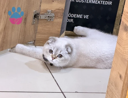 Scottish Fold Paşa Eş Arıyor