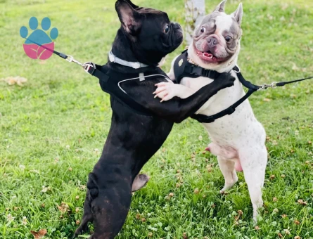 Egzotik French bulldog oğlumuza eş arıyoruz