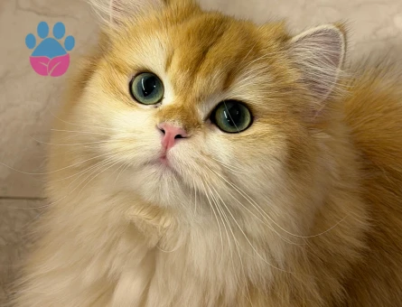 British Longhair Dişi kedime eş arıyorum