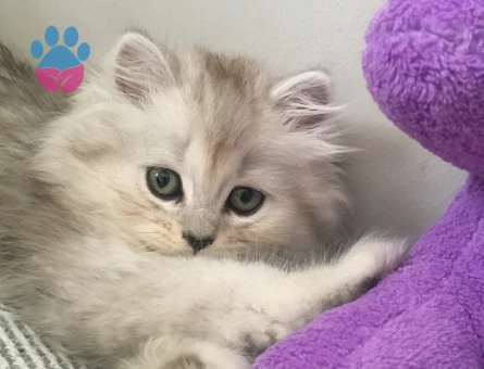 British Longhair Erkek Kedime Eş Arıyorum