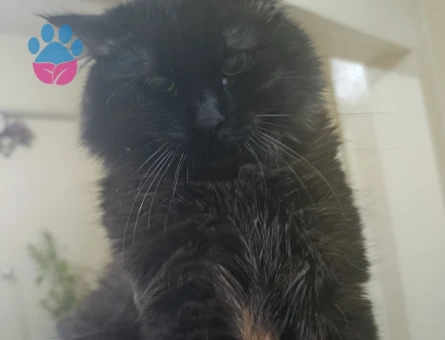 Maine Coon 1 Yaşında Eş Arıyoruz