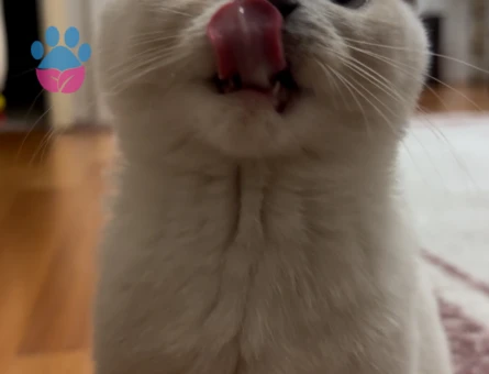 Scottish Straight Dişi Kedime Eş Arıyoruz