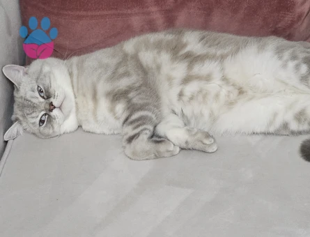 British Shorthair Oğlumuza Kız Arıyoruz