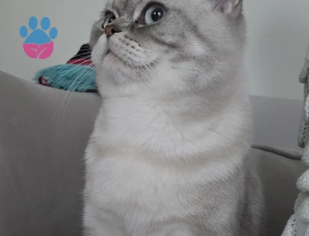British Shorthair Oğlumuza Kız Arıyoruz