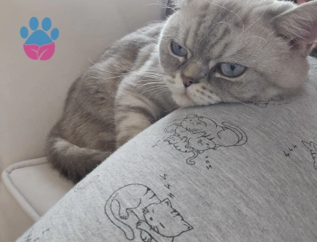 British Shorthair Oğlumuza Kız Arıyoruz