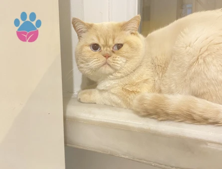 Exotic Shorthair Oğlumuza dişi arıyoruz