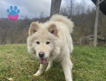 Samoyed Dişi Köpeğime Eş Arıyorum