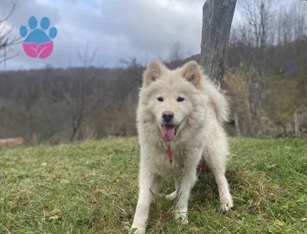Samoyed Dişi Köpeğime Eş Arıyorum