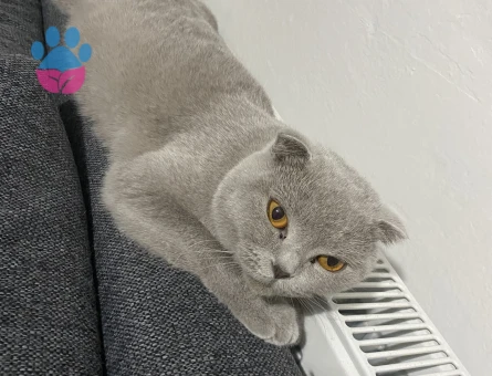 Scottish Fold Kızıma eş arıyorum