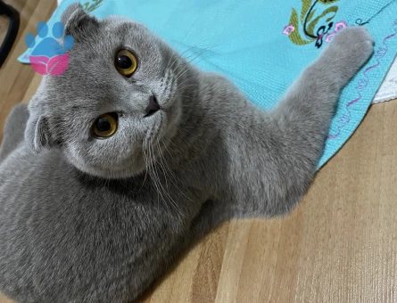 Scottish Fold Kızıma eş arıyorum