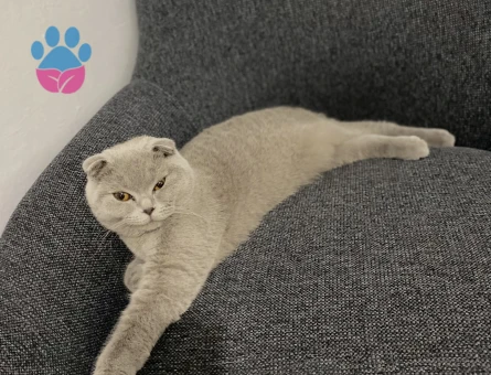 Scottish Fold Kızıma eş arıyorum